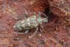 Rhagium inquisitor